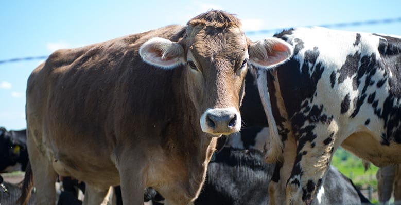 Brown cow on farm